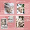 Phragmites Dried Flowers Bouquet Long Bouquet Reed Dried Natural Dried Pampa Grass Bouquet Home Wedding Living Room Decoration